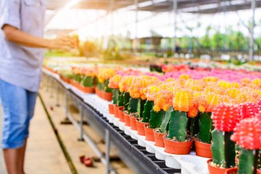 Kaktüs ağacında Dükkanı soydan gelen Satılık ev