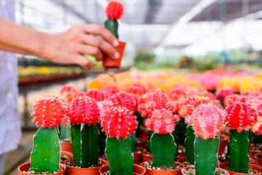 Kaktüs ağacında Dükkanı soydan gelen Satılık ev