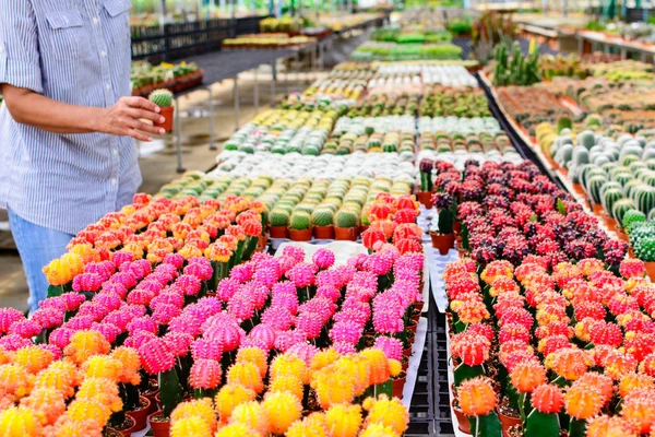 Kaktüs ağacında Dükkanı soydan gelen Satılık ev