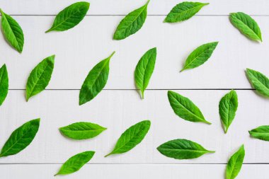 Beyaz ahşap zemin üzerinde yatıyordu düz yaprak yeşil