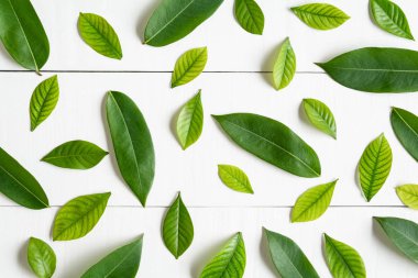 Beyaz ahşap zemin üzerinde yatıyordu düz yaprak yeşil 