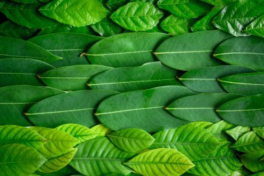 Beyaz ahşap zemin üzerinde yatıyordu düz yaprak yeşil 