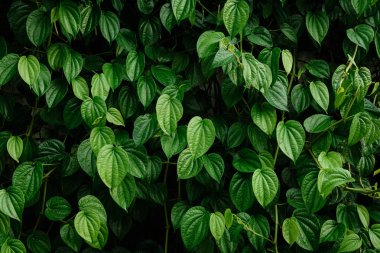 Yeşil ağaçlar ve yaprak yeşil