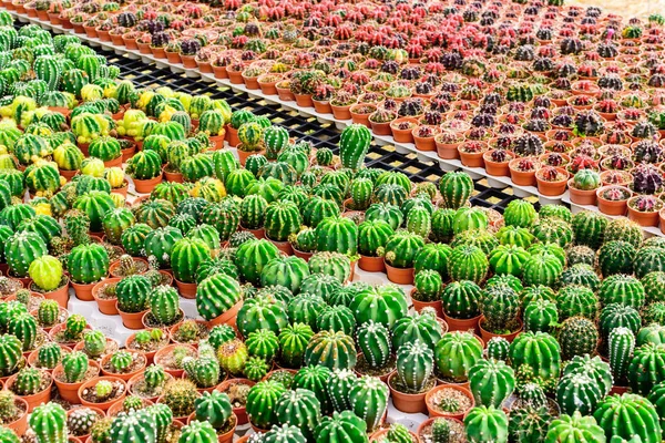 Магазин кактусів з розведенням в будинку на продаж — стокове фото