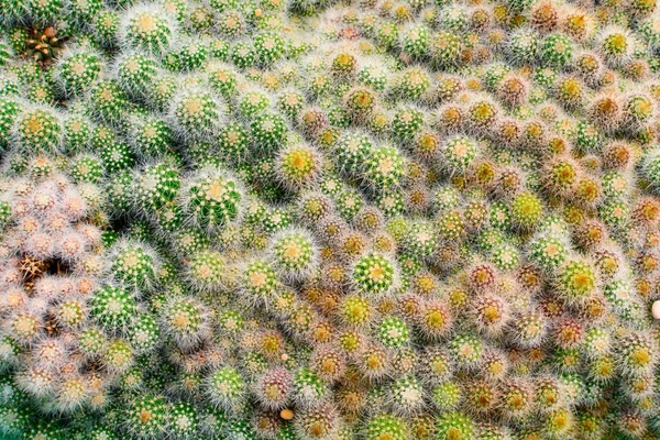 Cactus tree shop with breeding in the house for sale — Stock Photo, Image