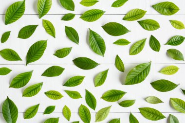 Beyaz ahşap zemin üzerinde yatıyordu düz yaprak yeşil 