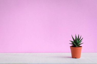 Tatlı pembe duvarlar ile masasında kaktüs