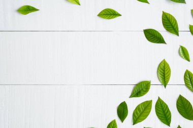 Beyaz ahşap zemin üzerinde yatıyordu düz yaprak yeşil 