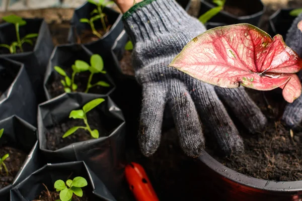 Ferramentas para plantar uma árvore negra no chão — Fotografia de Stock