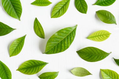 Beyaz ahşap zemin üzerinde yatıyordu düz yaprak yeşil 