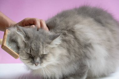 Ahşap bir masaya kedi kürk tarak fırça