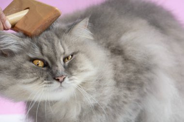 Ahşap bir masaya kedi kürk tarak fırça