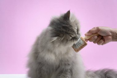 Ahşap bir masaya kedi kürk tarak fırça