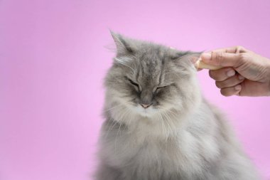 Ahşap bir masaya kedi kürk tarak fırça