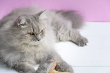 Ahşap bir masaya kedi kürk tarak fırça