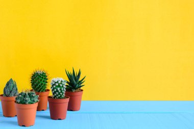 Sarı wal ile masasında kaktüs