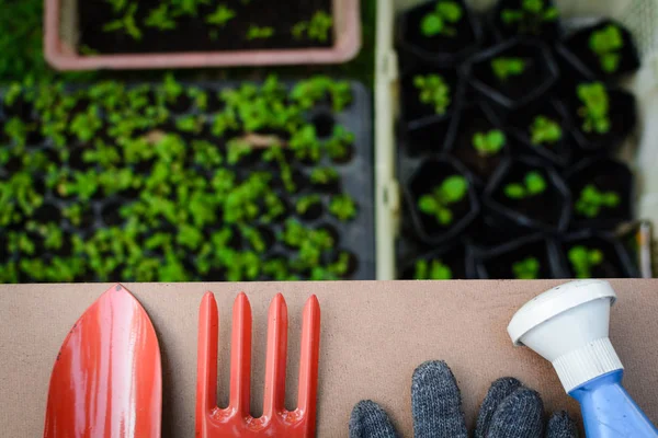 Werkzeuge für die Bepflanzung auf dem Holztisch und in der Landwirtschaft — Stockfoto