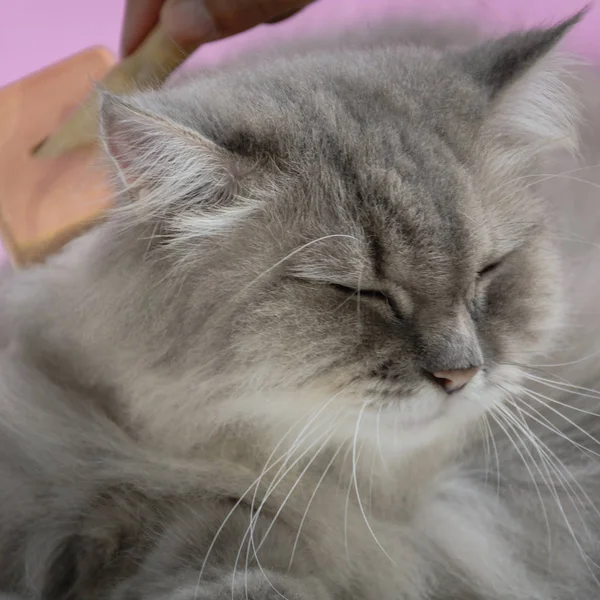 Ahşap bir masaya kedi kürk tarak fırça