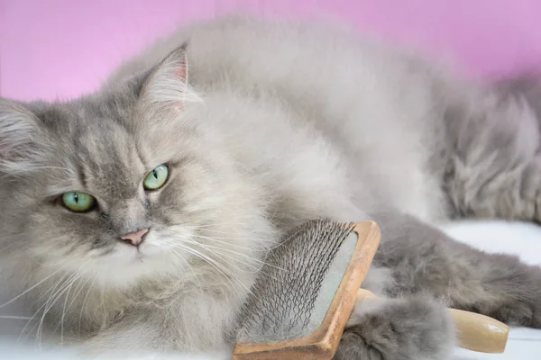 Ahşap bir masaya kedi kürk tarak fırça