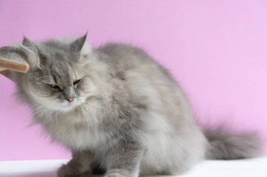 Ahşap bir masaya kedi kürk tarak fırça