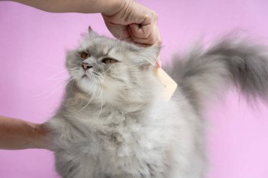 Ahşap bir masaya kedi kürk tarak fırça