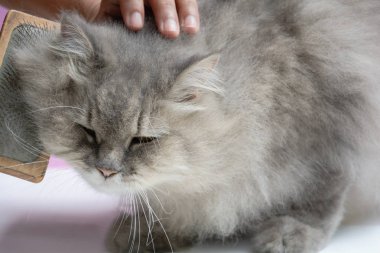 Ahşap bir masaya kedi kürk tarak fırça