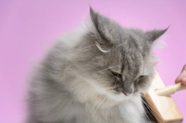 Ahşap bir masaya kedi kürk tarak fırça