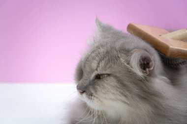 Ahşap bir masaya kedi kürk tarak fırça