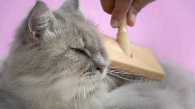 Ahşap bir masaya kedi kürk tarak fırça
