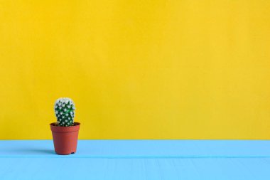 Sarı wal ile masasında kaktüs