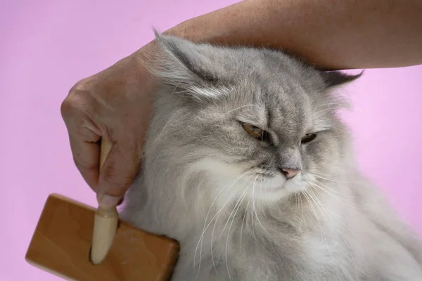 Cepille el peine de piel de gato sobre una mesa de madera — Foto de Stock