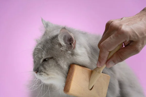 Кисть расческу кошачий мех на деревянный стол — стоковое фото