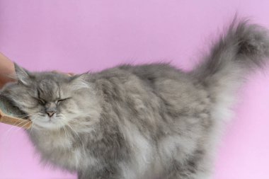 Ahşap bir masaya kedi kürk tarak fırça