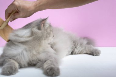 Ahşap bir masaya kedi kürk tarak fırça