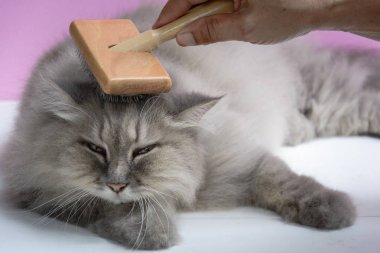 Ahşap bir masaya kedi kürk tarak fırça