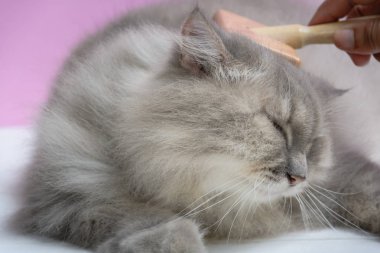 Ahşap bir masaya kedi kürk tarak fırça