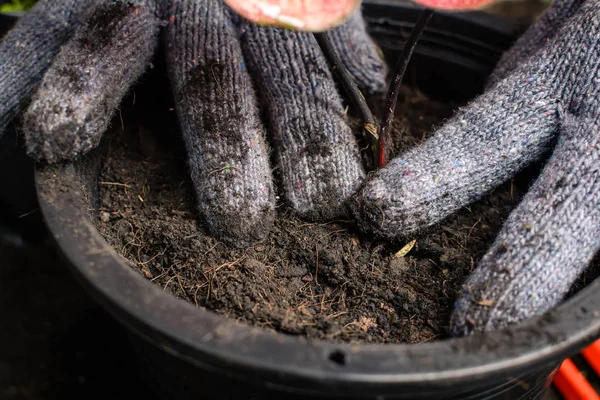 Werkzeuge zur Pflanzung eines schwarzen Baumes auf dem Boden — Stockfoto