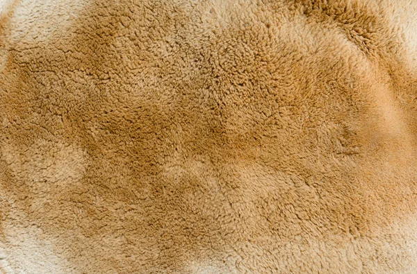 Текстура меха кенгуру и фон — стоковое фото