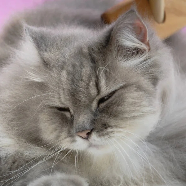 Spazzolare il pettine di pelliccia di gatto su un tavolo di legno — Foto Stock