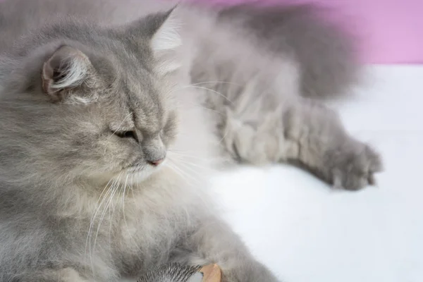 Borstel de kam van de vacht kat op een houten tafel — Stockfoto