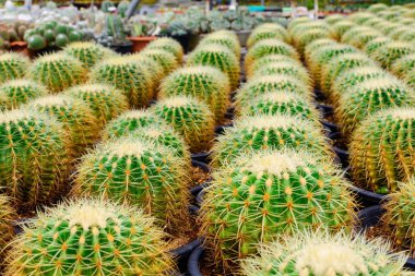 Kaktüs ağacında Dükkanı soydan gelen evde