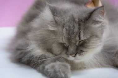 Ahşap bir masaya kedi kürk tarak fırça