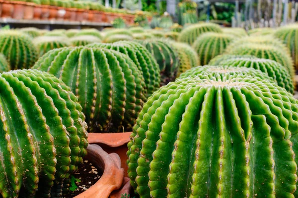 Cactus tree shop with breeding in the house — Stock Photo, Image