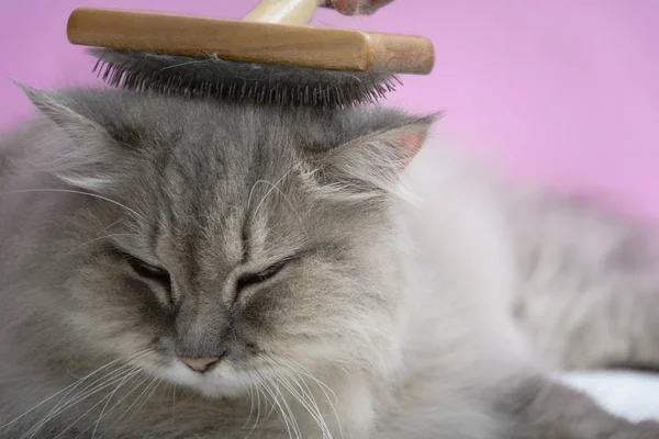 Ahşap bir masaya kedi kürk tarak fırça