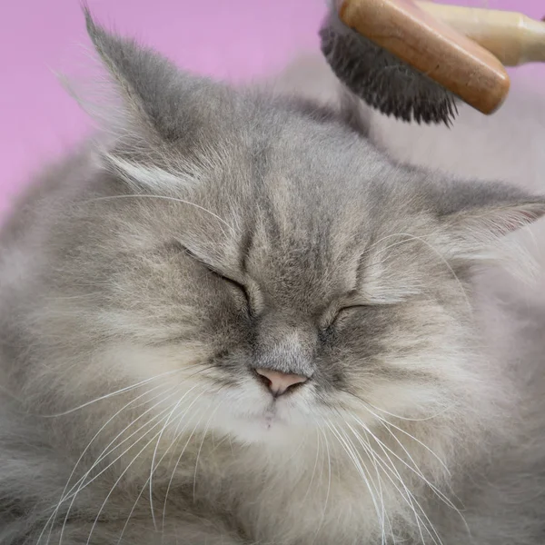 Ahşap bir masaya kedi kürk tarak fırça