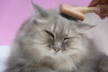 Ahşap bir masaya kedi kürk tarak fırça