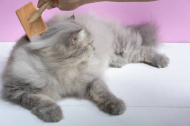 Ahşap bir masaya kedi kürk tarak fırça