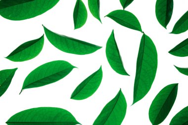 yeşil yaprak izole Üstten Görünüm