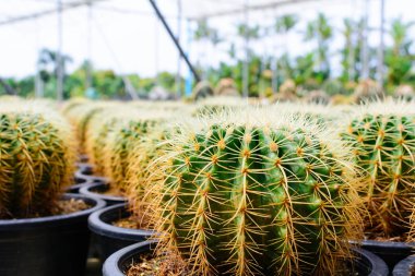 Kaktüs ağacında Dükkanı soydan gelen evde