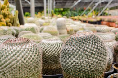 Kaktüs ağacında Dükkanı soydan gelen evde